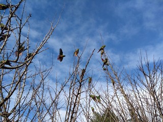 flock of parrots