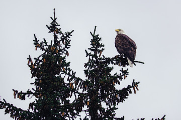 Bald eagle sits on the top of spruce tree.