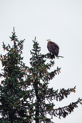 Bald eagle sits on the top of spruce tree.