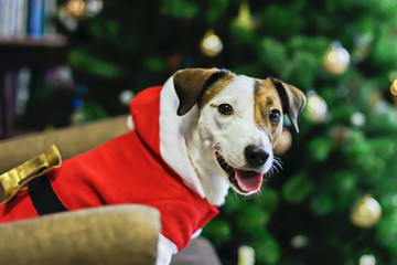 The Jack Russell in Santa Claus costume