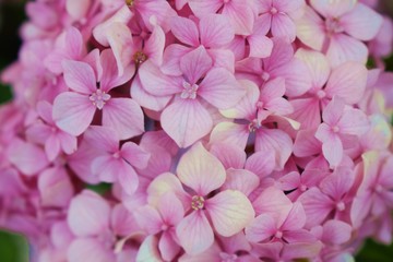 Fototapeta premium pink flower in the garden 