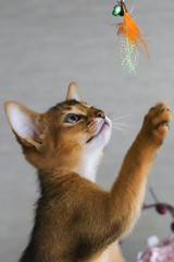 Fototapeta premium curious and a little kitten on gray background