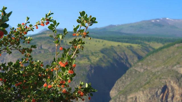 Wild alpine shrub Lonicera microphylla with light red fruits. In the background blurred mountains are covered with forest.