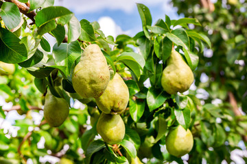 Many big ripe tasty juicy pears growing on tree in orchard. Healthy organic bio fruit natural background. Harvest season concept