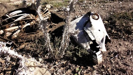 Carcass of dead donkey - Powered by Adobe