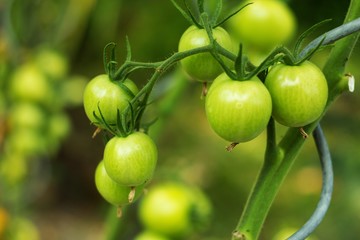 Ripe tomatoes in the home garden, vegetables from the biofarm.