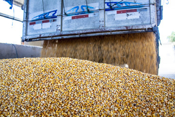 São Jose, SC, Brazil, September 24, 2009. Truck makes a corn dump at an animal feed factory in...