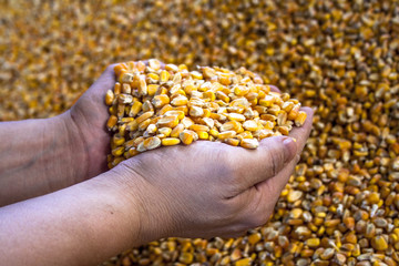 Dried corn with moving hands, in corn background