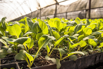 Row of young green lettuce in Brazil