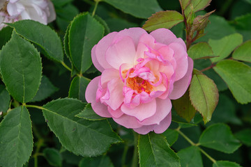 Pink English shrub rose