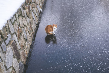Beautiful kitten is walking frozen lake and looking for something to do.