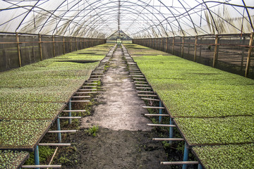 Row of young green lettuce in Brazil