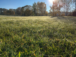 Fozen grass in a late autumn. Cobwebs. Sunlight.