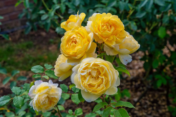 Yellow English shrub rose