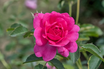 Pink English standard rose