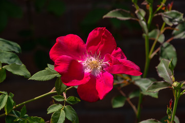 Red English shrub rose