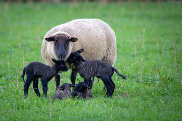 A suffolk ewe has just given birth to four black lambs in a grassy field