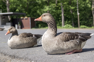 Naklejka na ściany i meble Anser anser species of large goose, big bird called greylag goose relaxing with birds friends