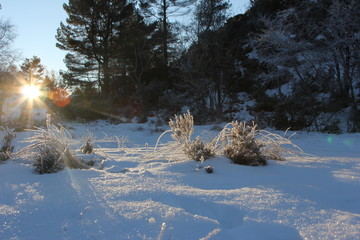 Heather with frost on