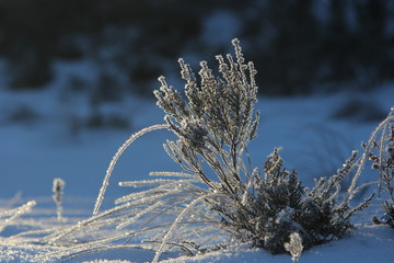Heather with frost on