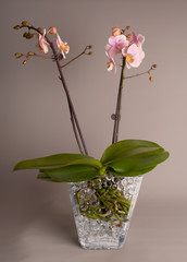 Pink orchid on gray