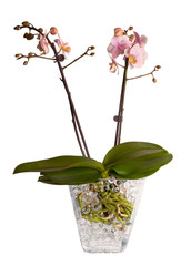 Pink orchid on white