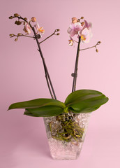 Pink orchids on pink