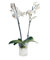 White orchid on white