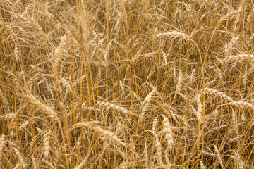 Wheat plants close up, wheat herbs growing in the field