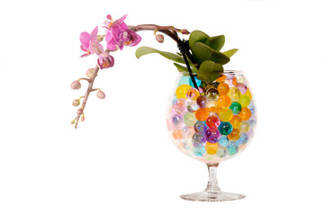 Orkide i vinglas med farvede vandkugler