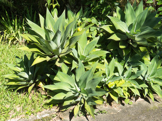 Several Agave Attenuata, ornamental plant with dry climate, used in gardens, in very sunny day.