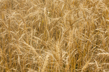 Wheat plants close up, wheat herbs growing in the field