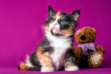 Nice pretty maine coon kitten with bear toy on pink background in studio. Wallpaper.