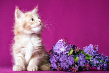 Nice pretty maine coon kitten with flowers on pink background in studio. Wallpaper.