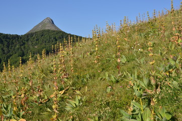 Gentiane devant le Puy Griou, Auvergne, France