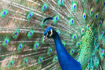 Obraz premium Pavo real en Cartagena, Murcia, España
