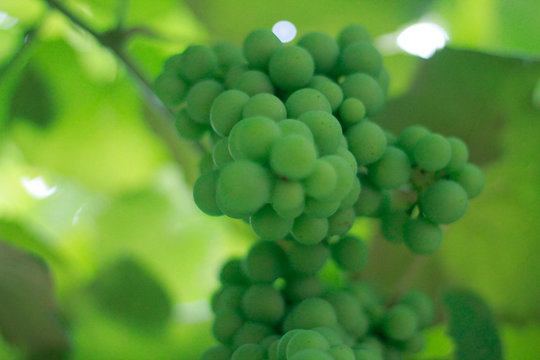 grape