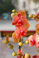 Orchidea