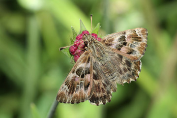 Mallow Skipper Butterfly On A Young Knautia Flower