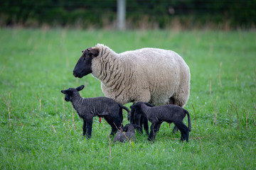 A Suffolk ewe with four black lambs in a grassy farm field