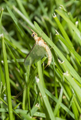 Macro of an Adult Giant Mayfly (Hexagenia limbata) Resting in Grass in a Meadow After Emergence