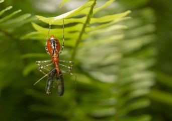 Assassin Bug is catching the worm.
