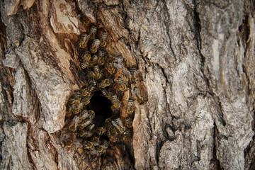 Bees collect honey in a wild beehive in the hollow of a tree.
