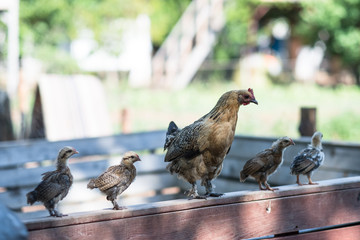 Obraz premium mother hen and her newly hatched chickens