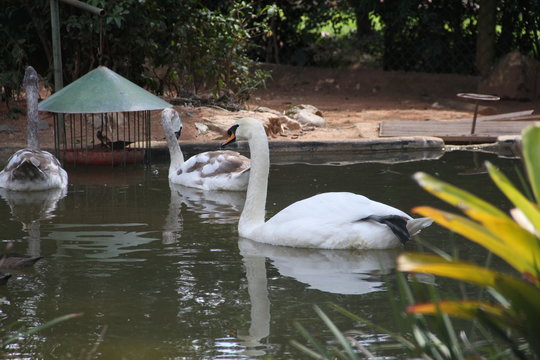 zoo