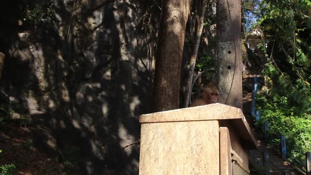 Macaque monkeys sitting around eating bananas kuddle and funny fight at tiger cave tample wat tham suea krabi thailand