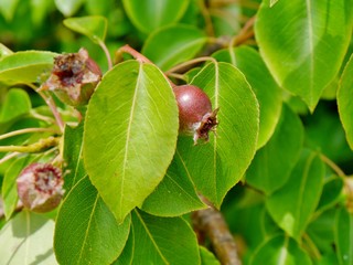 Apfelfrüchte am Baum