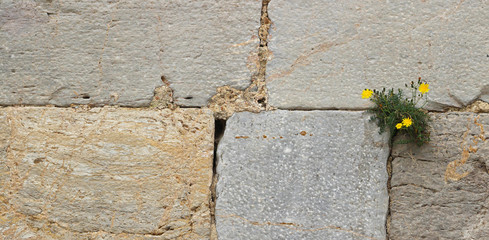 Muro de piedra con plantas