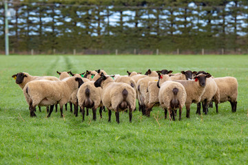 A flock of pregnant black faced suffolk ewes in a grassy field 