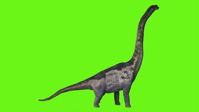 Dinosaur Braquiossauro animation on green screen. Realistic render